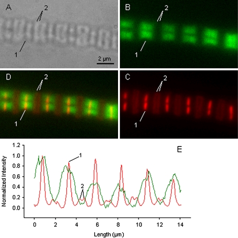 Fig. 2