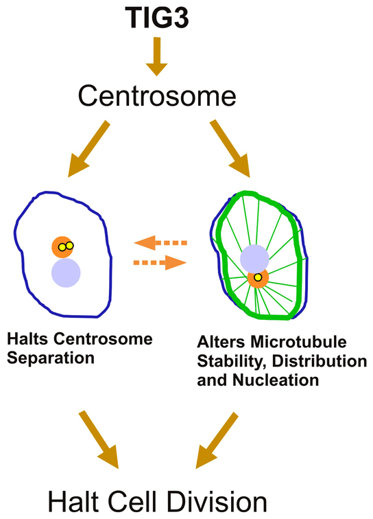 Fig. 10.