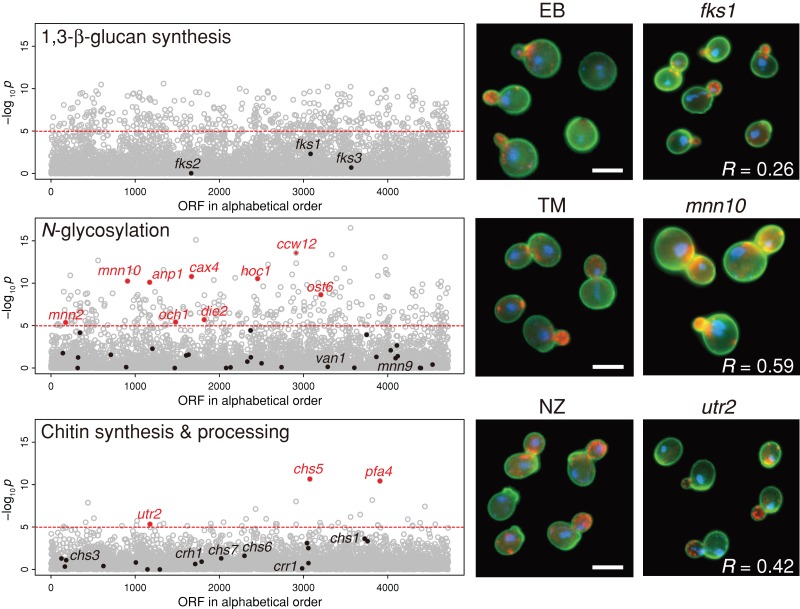 FIGURE 6: