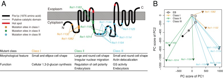 FIGURE 7: