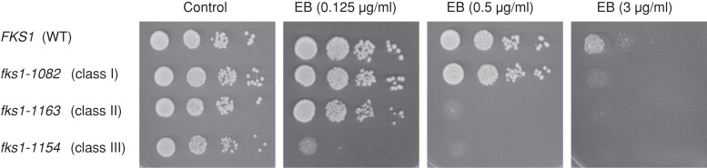 FIGURE 9: