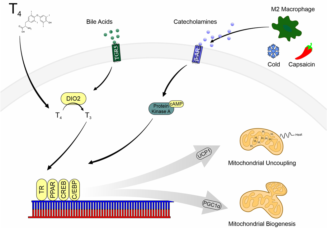 Figure 1: