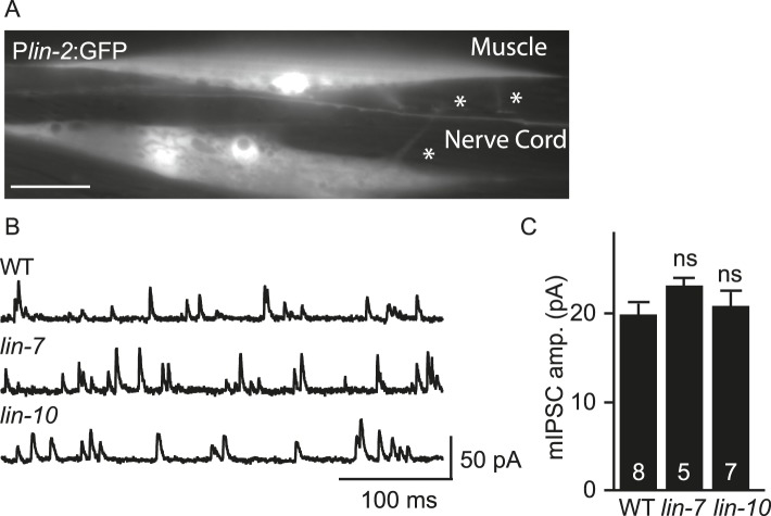 Figure 3—figure supplement 1.