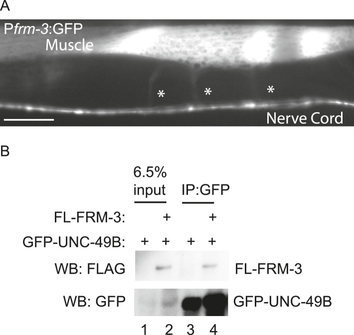 Figure 2—figure supplement 1.