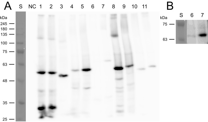 Figure 6—figure supplement 4.