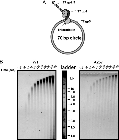 FIGURE 5.