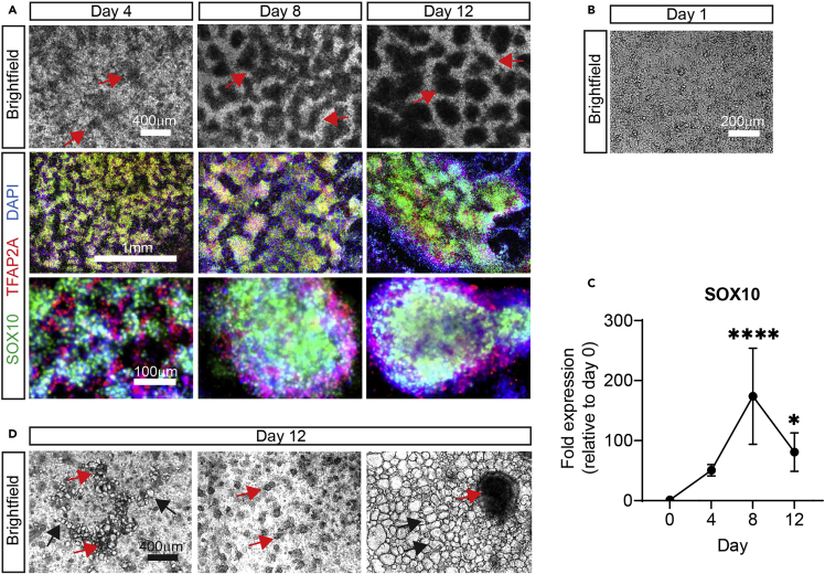 Figure 2