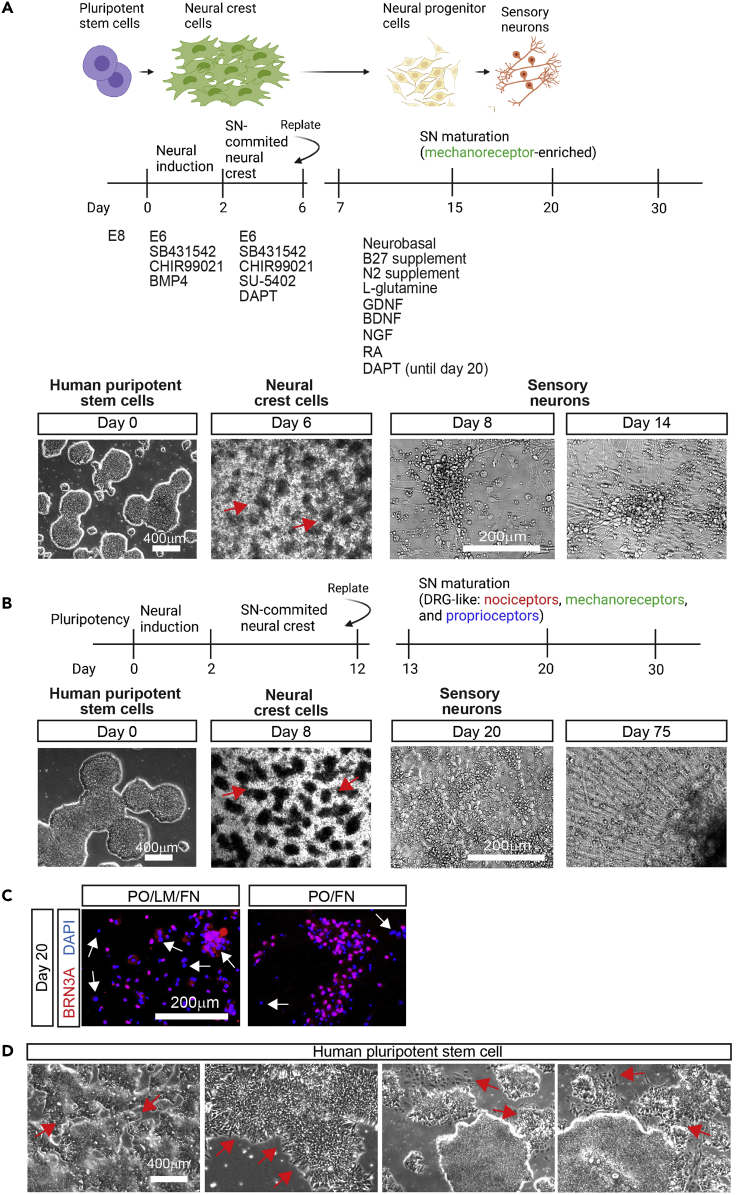 Figure 1