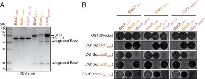 FIG 5