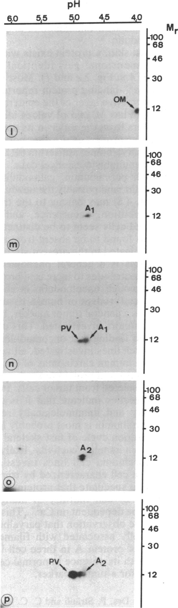 graphic file with name pnas00622-0077-c.jpg