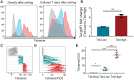 Figure 1. Tetramer staining distinguishes CD8+ TILs with different antigen binding strengths. A, Representative histograms showing CD8+ TIL tetramer staining directly after sorting into Tet-High (red), Tet-Low (blue), and Tet-negative (grey) populations (left), and after the same sorted populations were cultured ex vivo for 7 days and re-stained with tetramer (right). Representative plot of 3 independent experiments. B, The fold change in tetramer geometric mean fluorescent intensity (gMFI) between Tet-High and Tet-Low T cells after 7 days in culture was determined. Differences between the gMFI of Tet-High- and Tet-Low-sorted populations were determined by a paired t test Error bars show standard deviation of the mean, n = 3. C, Histograms showing tetramer staining of CD8+ TILs from 5 individual mice after gating into Tet-High, Tet-Low, or Tet-negative populations 14 days post tumor challenge. D, Tetramer fluorescence intensity was divided by CD3 fluorescence intensity for each cell independently, to account for the influence of CD3 surface expression on tetramer binding. E, Tetramer:CD3 fluorescent intensity ratio was used to calculate the gMFI ratio for each sample. Data were compared by paired ANOVA. (*, P ≤ 0.05; **, P ≤ 0.01; ***, P ≤ 0.001; ****, P ≤ 0.0001). All flow cytometry data displayed as a histogram is normalized to the mean.