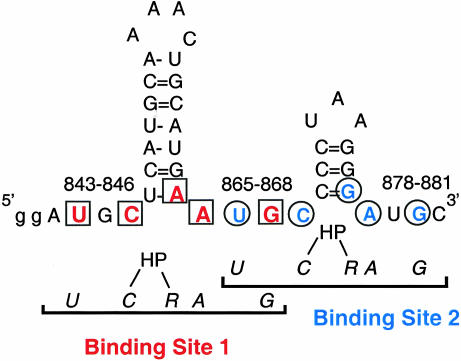 FIGURE 1.