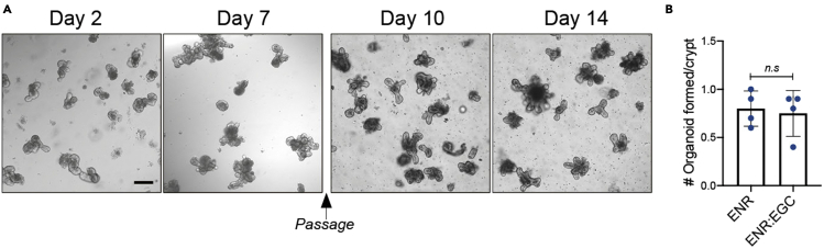 Figure 4
