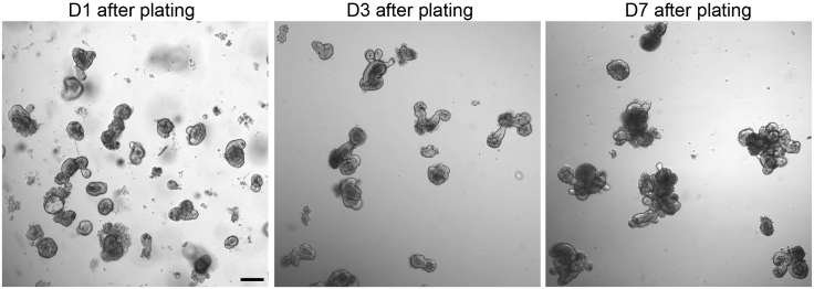 Figure 2