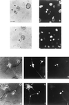 FIG. 8