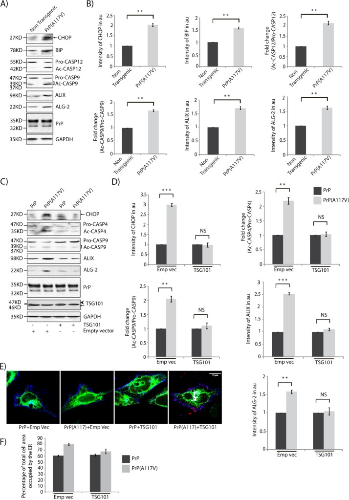 FIGURE 11: