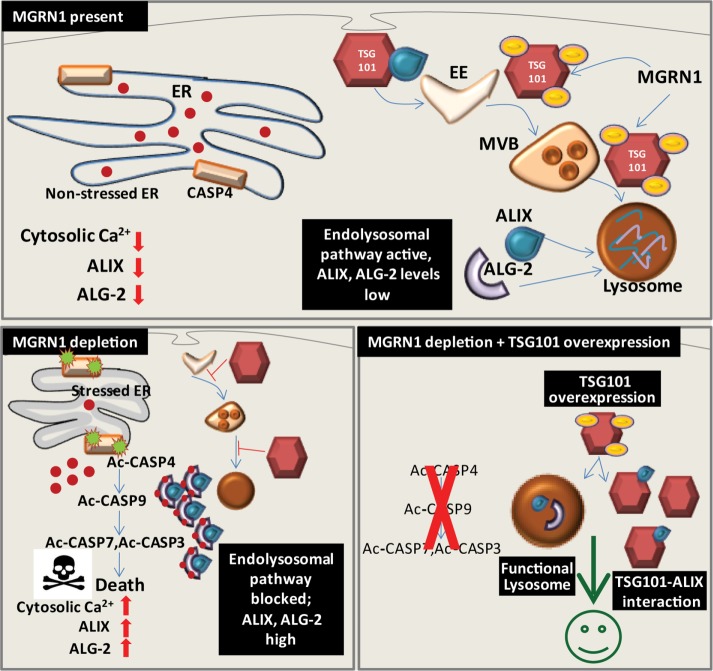 FIGURE 12: