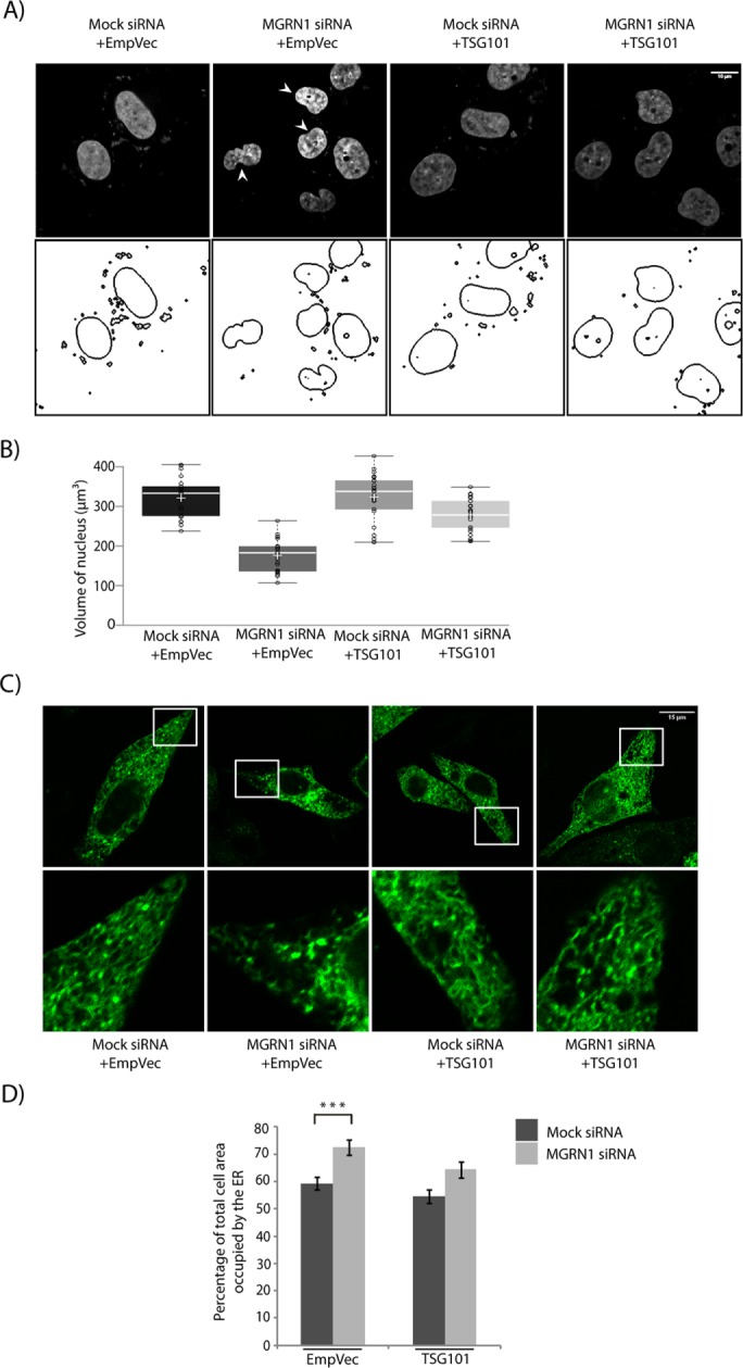 FIGURE 5: