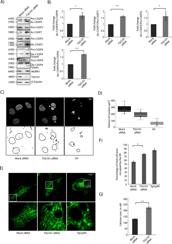 FIGURE 6: