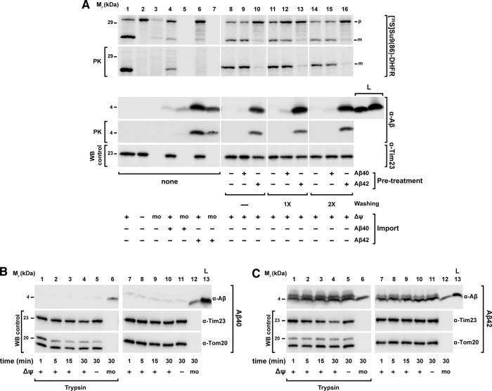 FIGURE 4: