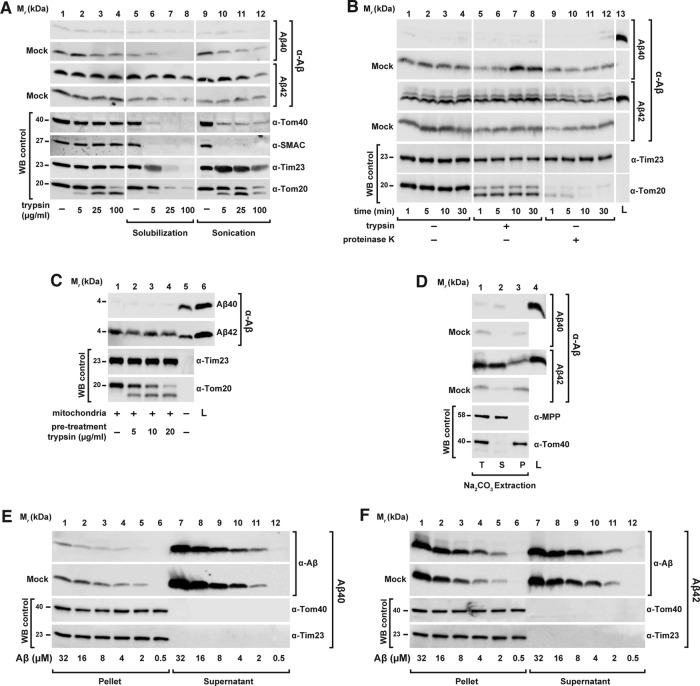 FIGURE 5: