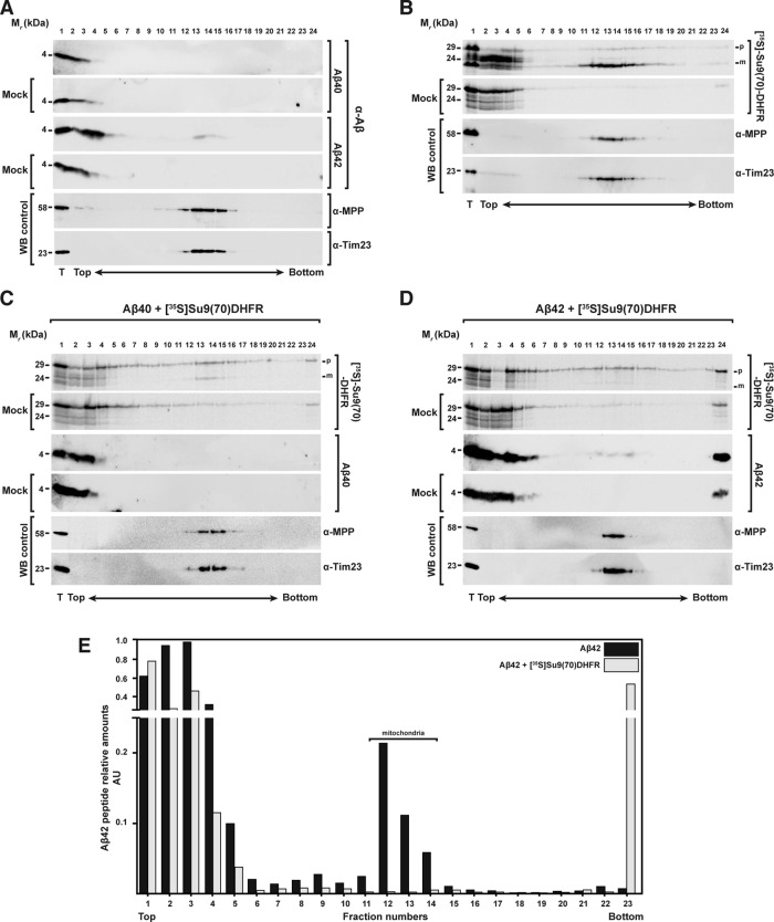 FIGURE 6: