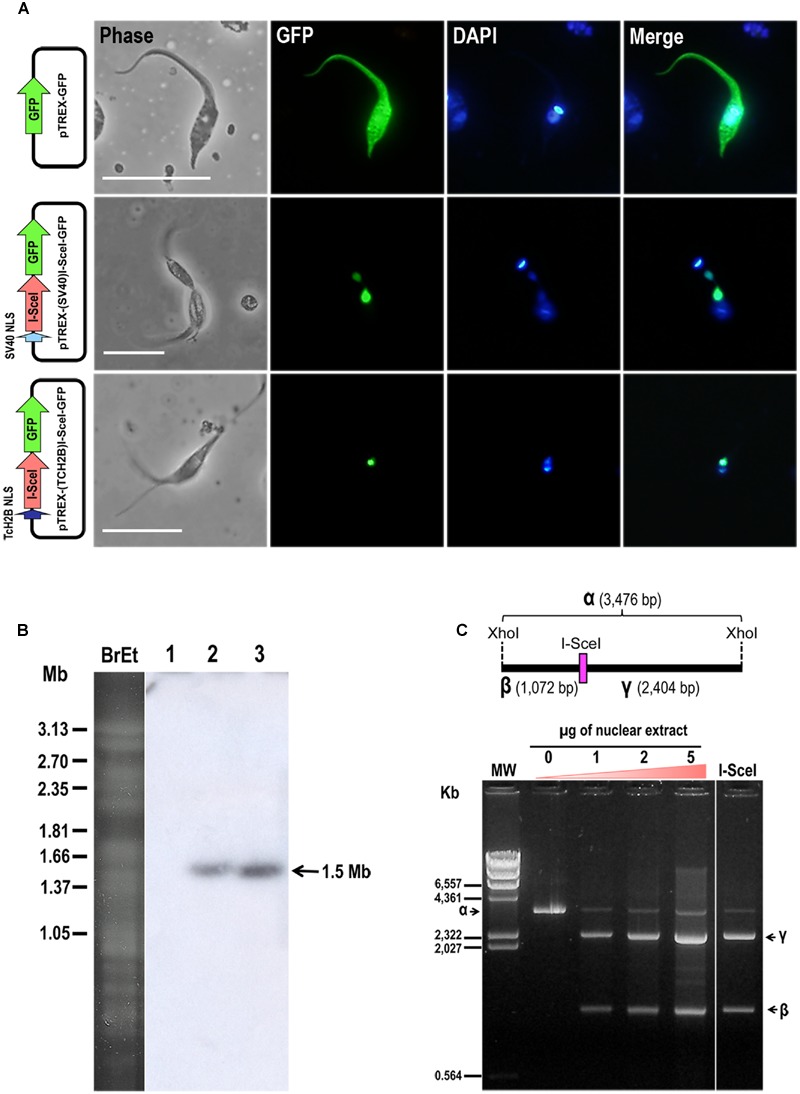 FIGURE 2