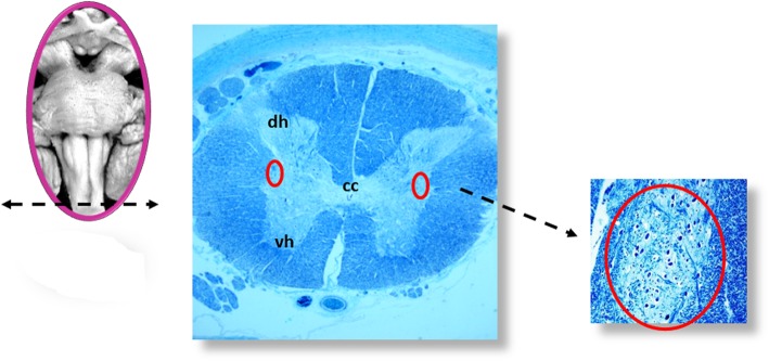 Fig. 6