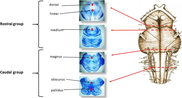 Fig. 7