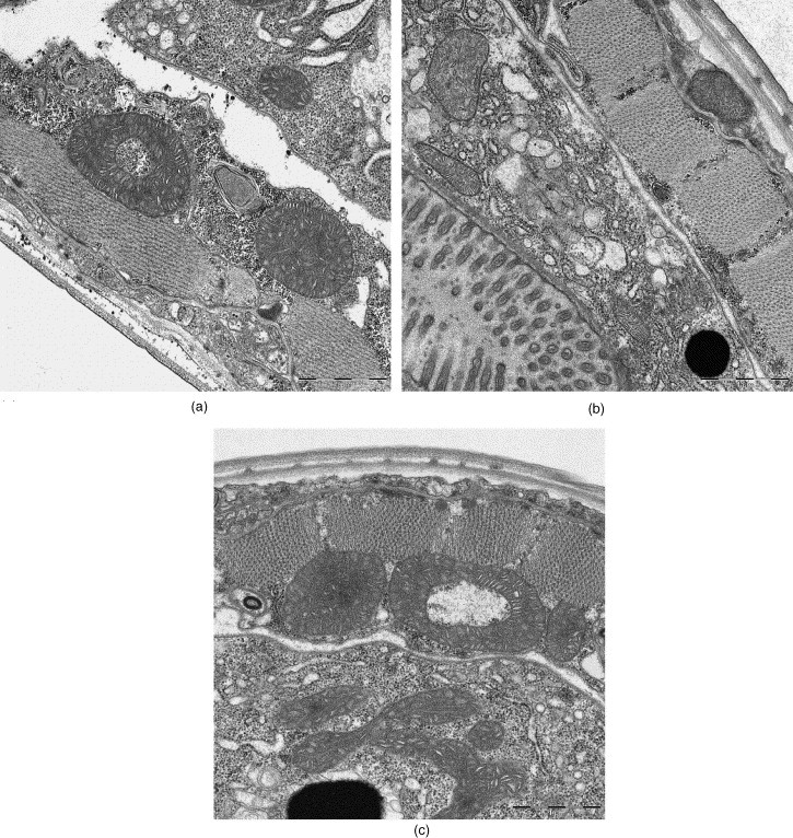 Fig. 10