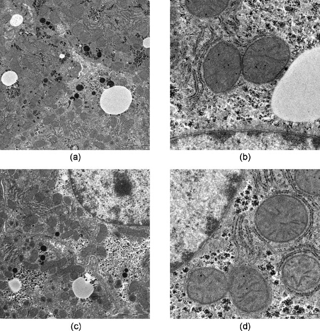 Fig. 12