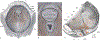Fig 1.