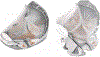 Fig 3.