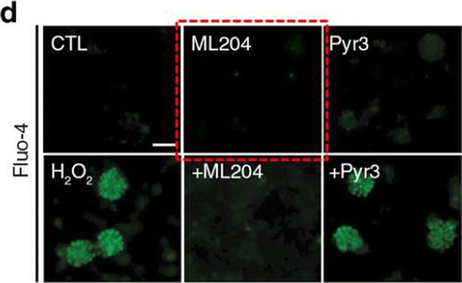 graphic file with name 12035_2018_1447_Figd_HTML.jpg