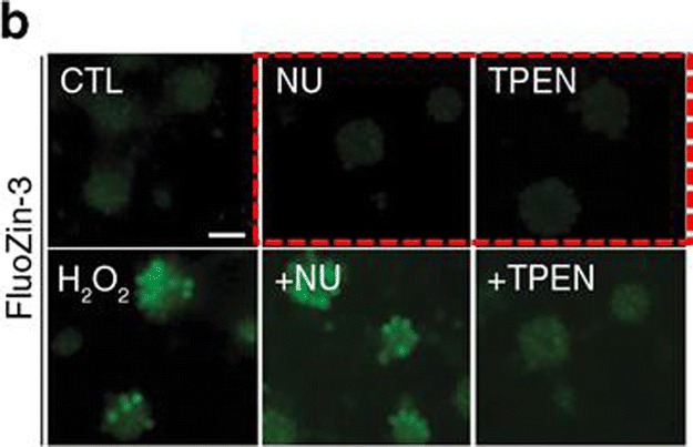 graphic file with name 12035_2018_1447_Figa_HTML.jpg