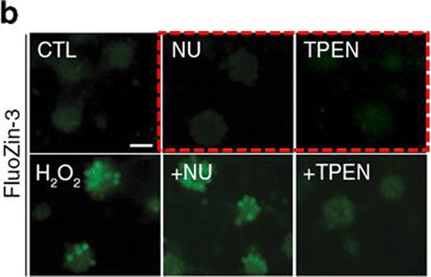 graphic file with name 12035_2018_1447_Figb_HTML.jpg