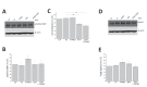 Figure 3—figure supplement 4.