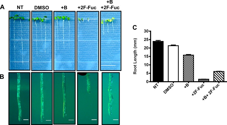 Fig 6