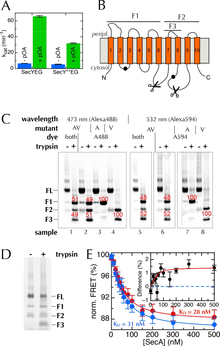 Figure 4—figure supplement 1.