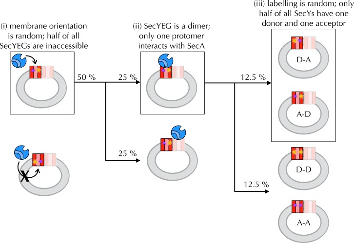 Figure 4—figure supplement 2.