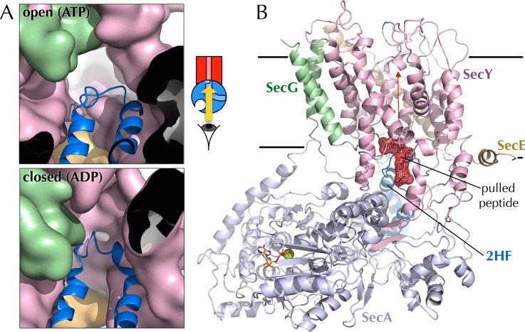 Figure 7—figure supplement 3.