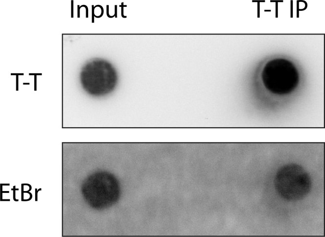 Fig. S4.