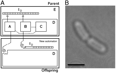 Fig. 2.