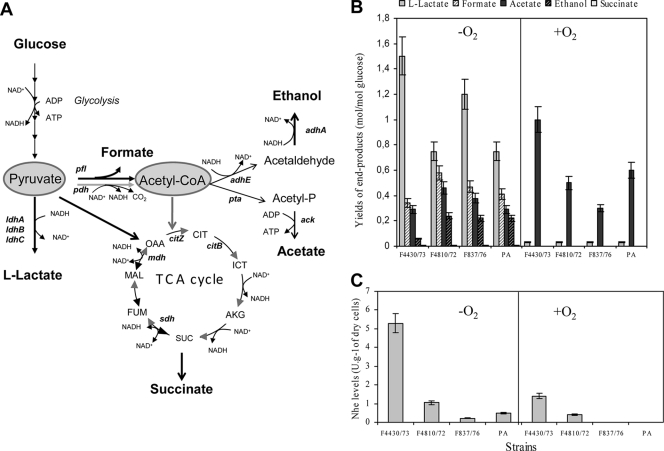 FIG. 1.