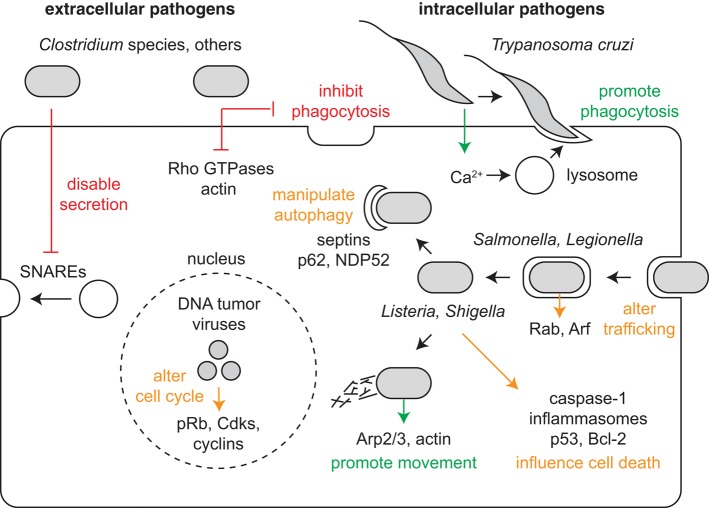 FIGURE 1: