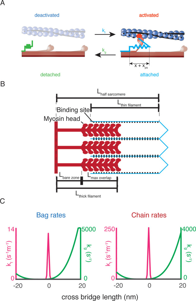 Figure 4—figure supplement 1.