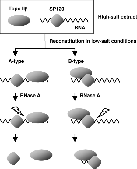 FIGURE 9.