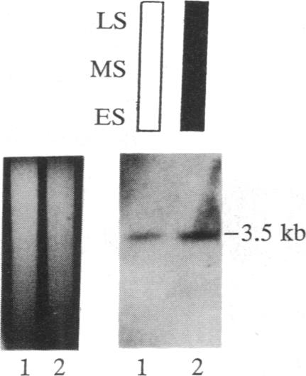 graphic file with name pnas01035-0061-a.jpg