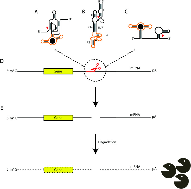 Fig. 2