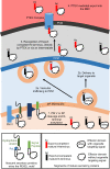 Fig 6